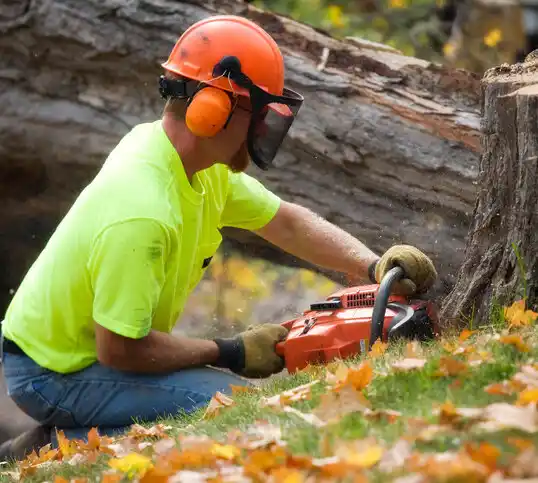 tree services Kingston Estates